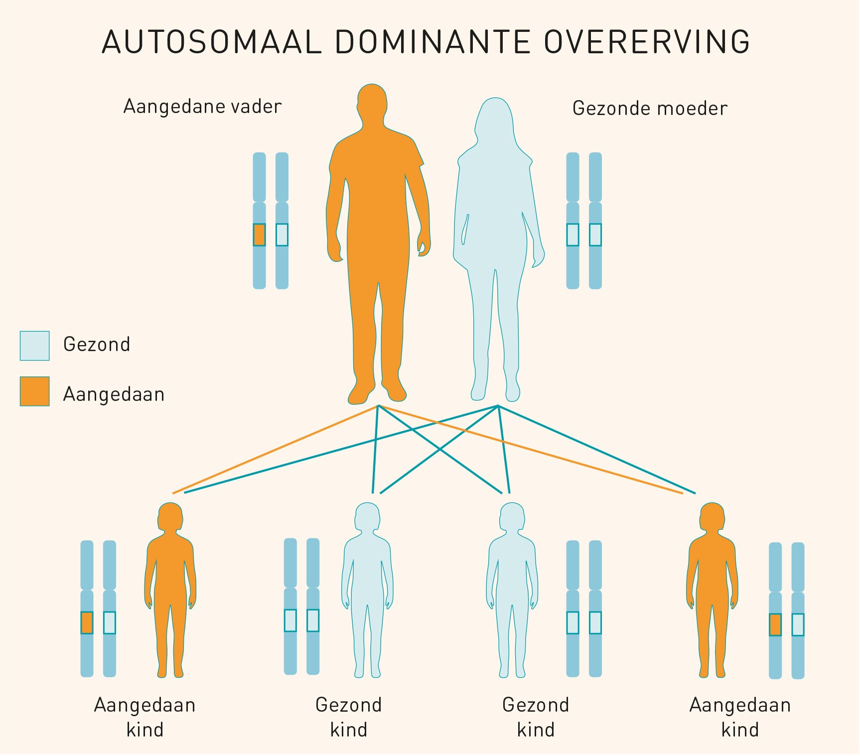 autosomaal dominante overerving